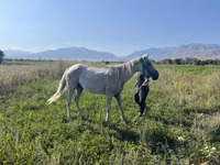 Stute, Arabian horse — Foto 2