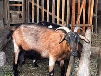 Cabra, Alpine goat — foto 1