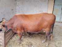 Toro, Ganado vacuno — foto 1