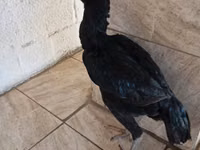 Guinea fowl — Foto 1
