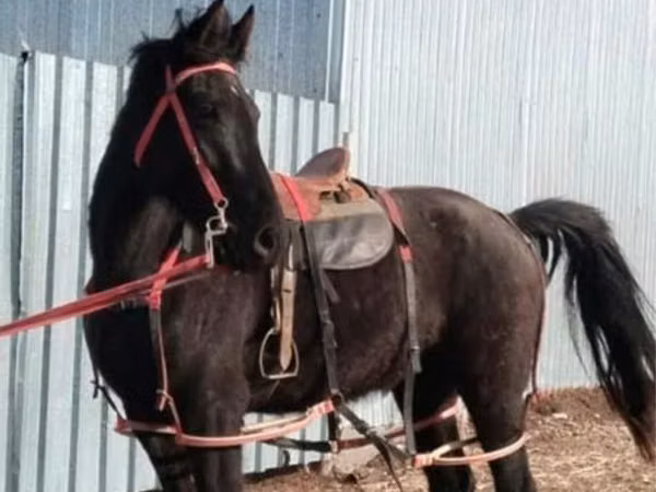فرس, Kazakh horse — كازاخستان