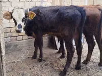公牛, Swiss cattle — 照片 2