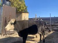 गाय, Latvian Blue cattle — फ़ोटो 5