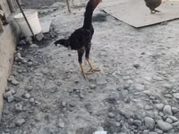دجاج شمو — الصورة 2