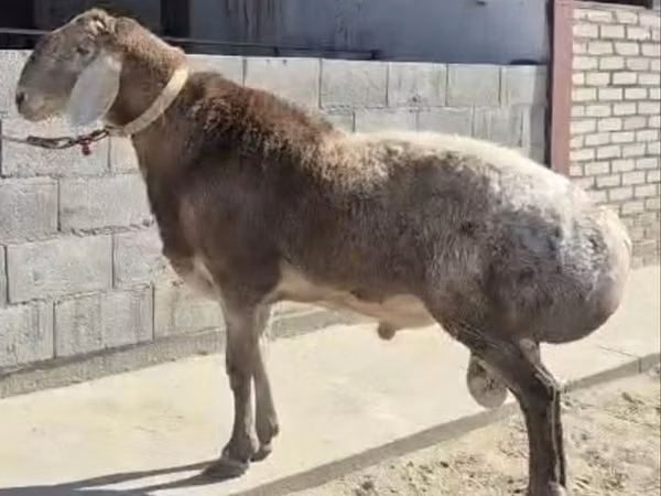 Widder, Hissar sheep