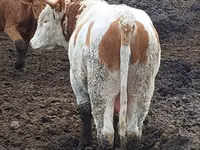 Bull, Simmental cattle — photo 2