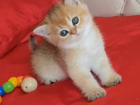 Britaniya Şinşilla (Golden/Blue eyes) balası - Cins: Britaniya — الصورة 4