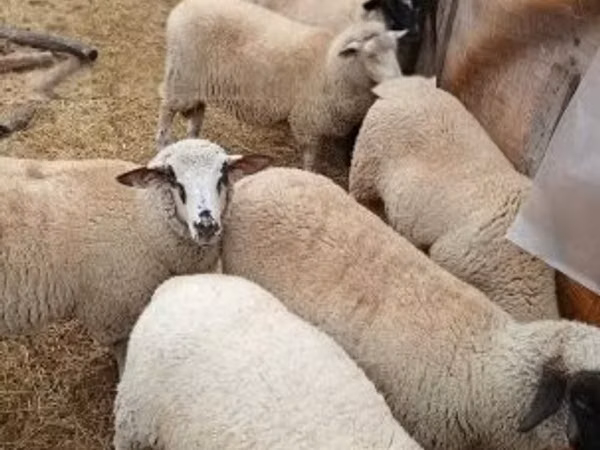 Schaf, Schafe