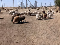 Schaf, Edilbay sheep — Foto 8