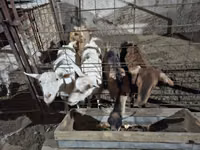 बकरी, Saanen goat — फ़ोटो 5