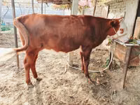 Rinder (Partie, Geschlecht nicht angegeben), Simmental cattle — Foto 2