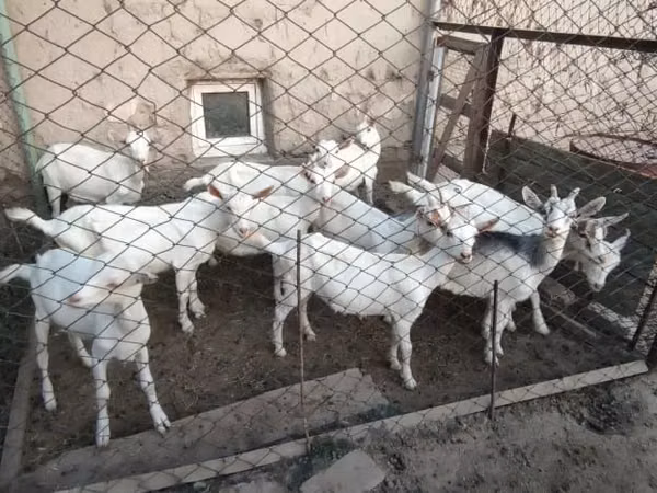 Ziegen (Partie, Geschlecht nicht angegeben), Saanen goat