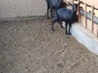 Ешкі, Alpine goat — 3-сурет