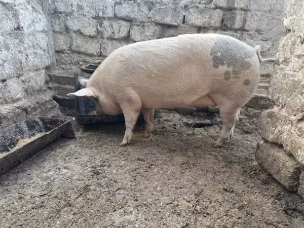 मादा सूअर, सूअर