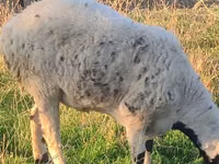 Carnero, Arashan sheep — foto 3