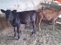 母牛, Cattle — 照片 4