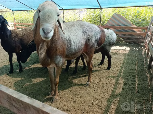 كبش, Arashan sheep — أوزبكستان