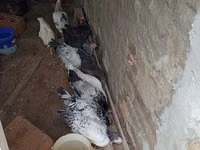 Chickens — Foto 5
