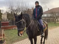 Ат, Фуриозо-Норт Стар — сүрөт 2