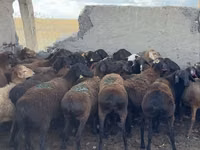 मेढ़ा, भेड़ — फ़ोटो 5
