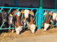 Bulle, Simmental cattle — Foto 2