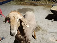 Қошқар, Arashan sheep — 4-сурет