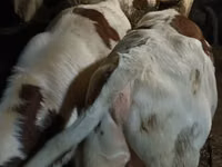 Bulle, Simmental cattle — Foto 8