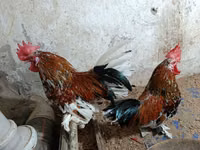 Chickens — 1-rasm