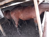 Pferde (Partie, Geschlecht nicht angegeben), Horse breed — Foto 3