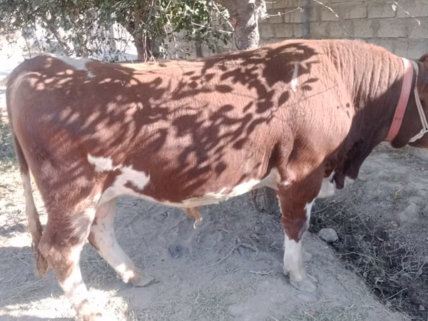 ثور, Simmental cattle