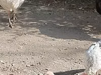 Turkeys — Foto 1