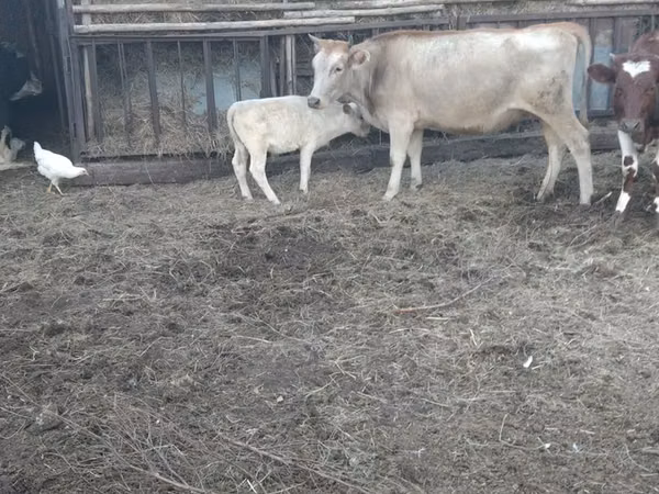 गाय, मवेशी — कज़ाखस्तान