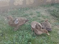 Ducks — 照片 2