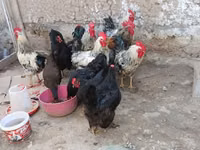 Chickens — الصورة 3