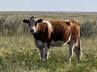 بقرة, Simmental cattle — الصورة 2