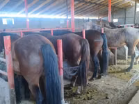 Pferde (Partie, Geschlecht nicht angegeben), Kyrgyz Horse — Foto 1