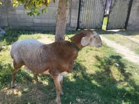 كبش, Arashan sheep — الصورة 3