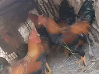 Chickens — Foto 3