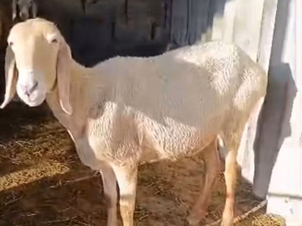 Schaf, Awassi sheep