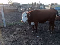 Sigir, Latvian Blue cattle — 2-rasm