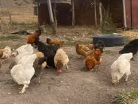 Chickens — Foto 1