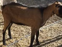 Теке, Alpine goat — 1-сурет