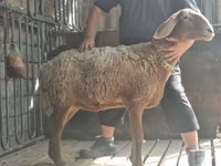 Қой, Arashan sheep — 5-сурет