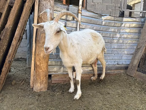 Cabra, Saanen goat