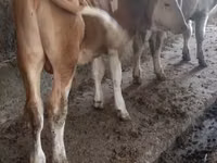 मवेशी (लॉट, लिंग निर्दिष्ट नहीं), एबरडीन - एंगस — फ़ोटो 7
