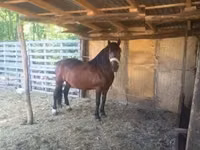 Mare, Horses — photo 2