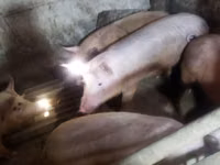 Schweine (Partie, Geschlecht nicht angegeben), Schweine — Foto 2