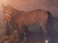 Horse (M), Horses — photo 4