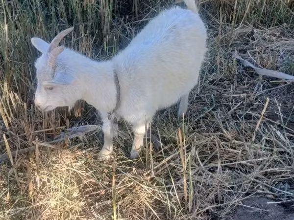 Cabra, Saanen goat