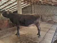 Sigir, Swiss cattle — 1-rasm